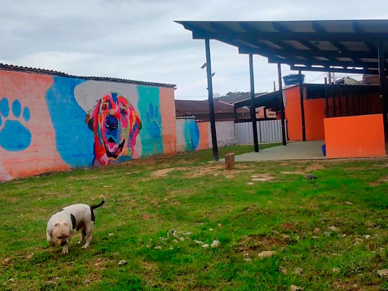 curso-alem-do-adestramento-1